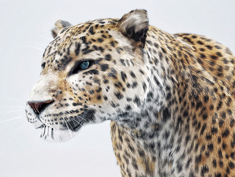 Leopard Schweppes - Hive Innovative Group - Digital Advertising Agency